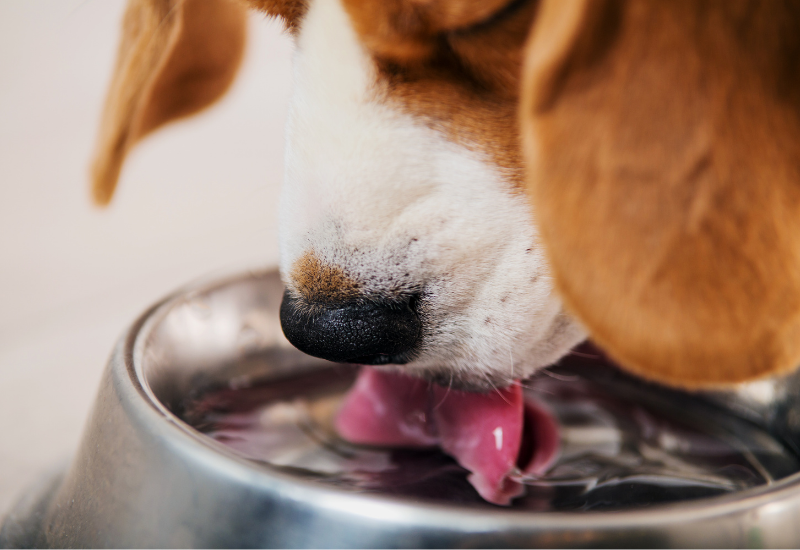 can a dog die suddenly